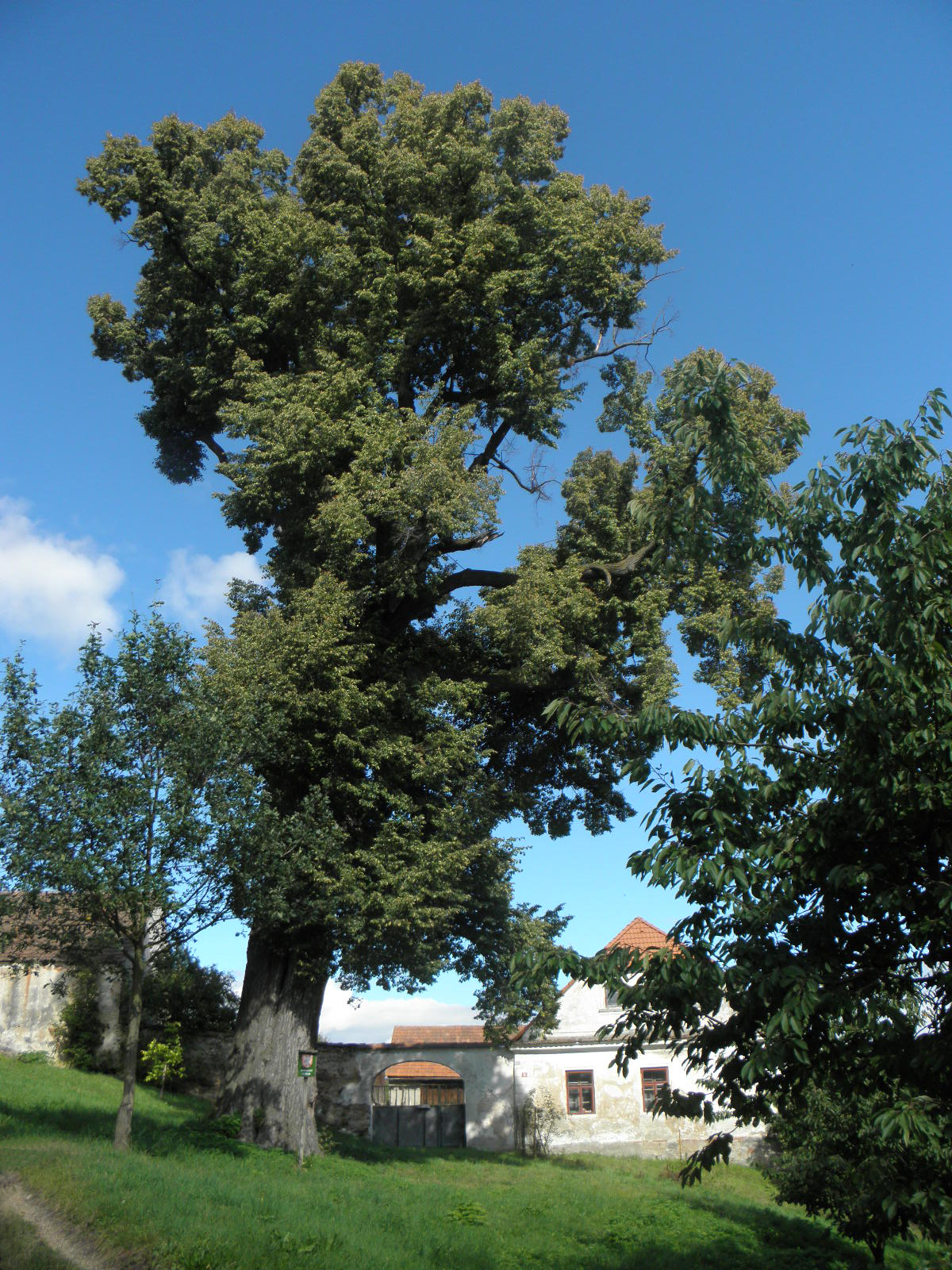 Lípa Mladovice